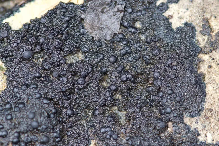 Dokumentasi Placynthium nigrum — Fotografi