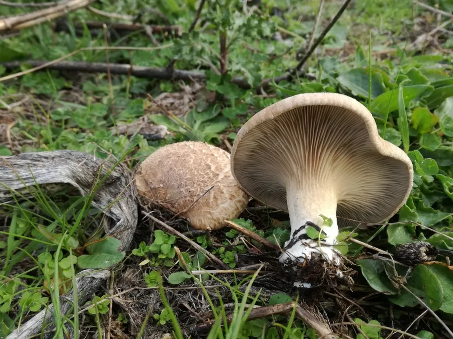 Dokumentasi Pleurotus eryngii — Fotografi