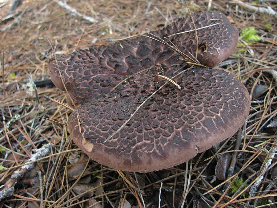 Dokumentasi Sarcodon squamosus — Fotografi