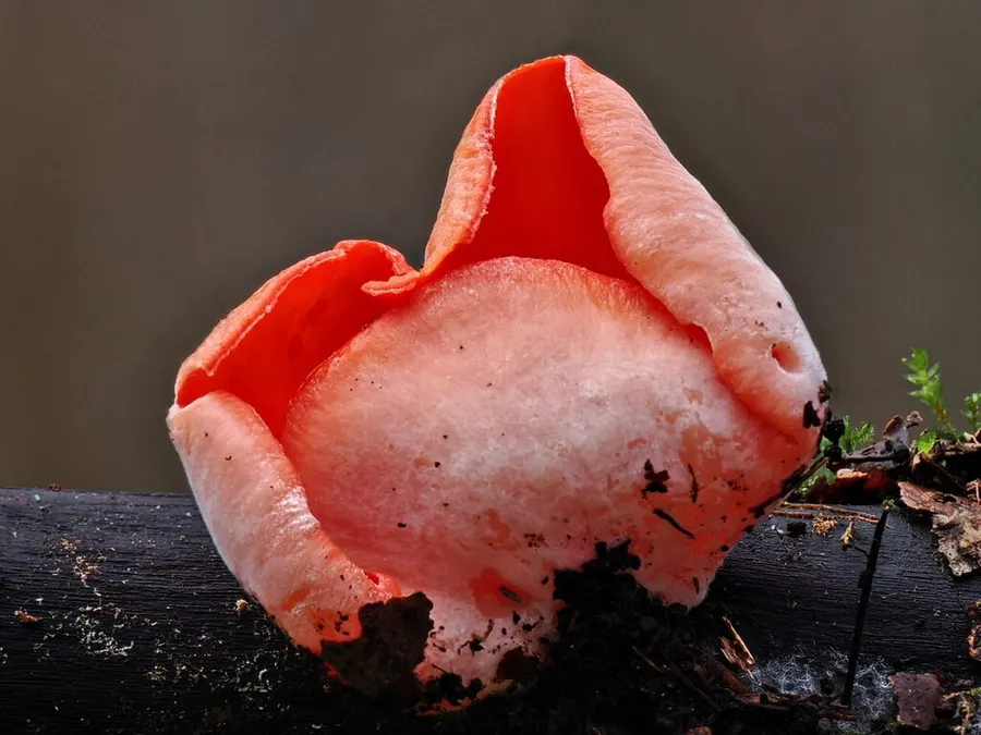 Dokumentasi Sarcoscypha jurana — Fotografi