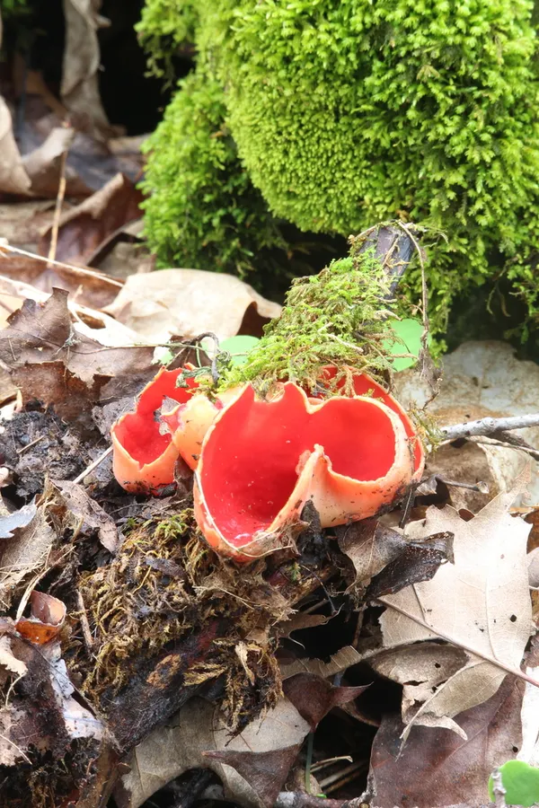 Dokumentasi Sarcoscypha dudleyi — Fotografi