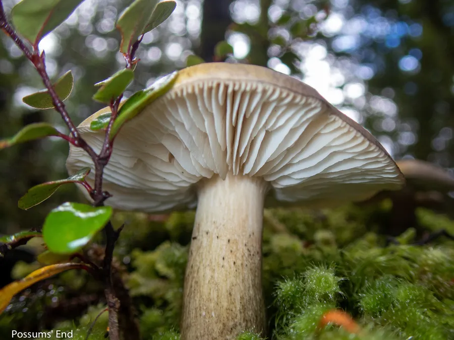 Dokumentasi Tricholoma viridiolivaceum — Fotografi