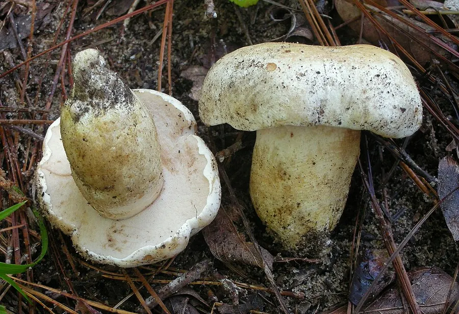 Dokumentasi Tylopilus peralbidus — Fotografi