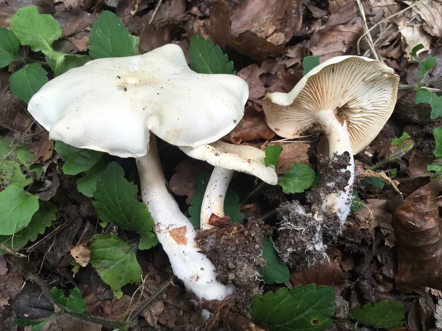 Dokumentasi Tricholoma lascivum — Fotografi