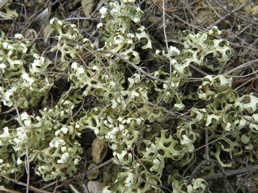 Dokumentasi Xanthoparmelia semiviridis — Fotografi