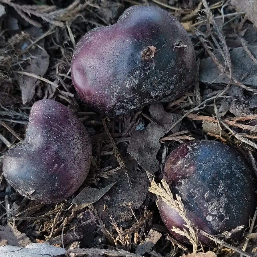 Dokumentasi Abstoma purpureum — Fotografi