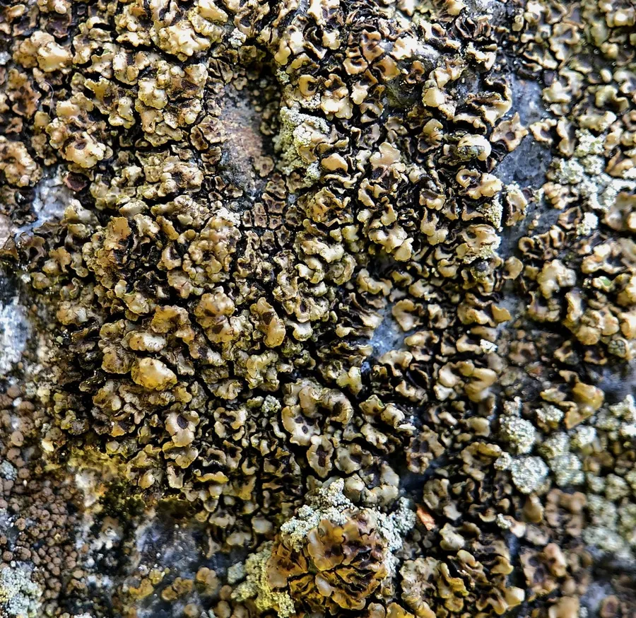 Dokumentasi Acarospora fuscata — Fotografi