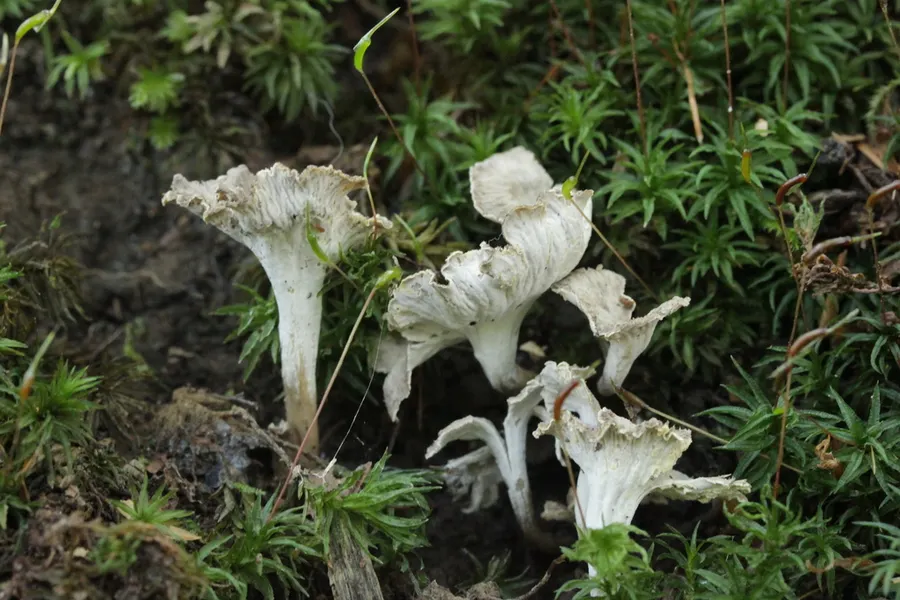 Dokumentasi Craterellus undulatus — Fotografi