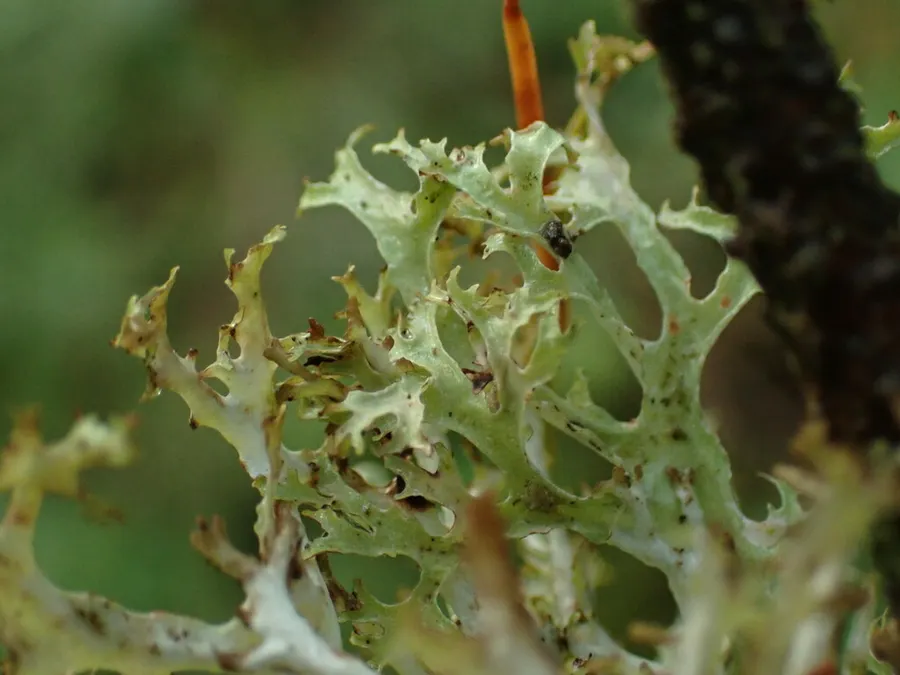 Dokumentasi Platismatia stenophylla — Fotografi