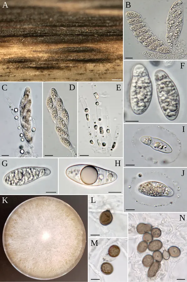 Dokumentasi Arthrinium descalsii — Pelat ilmiah