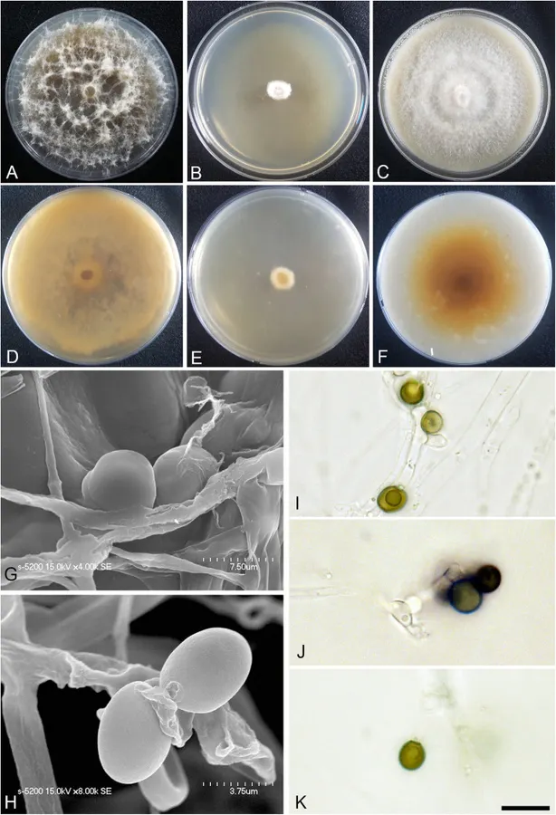 Dokumentasi Arthrinium marinum — Pelat ilmiah