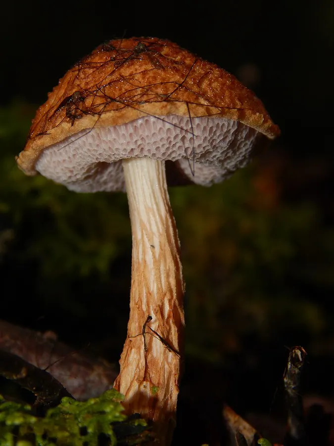Dokumentasi Austroboletus asper — Fotografi
