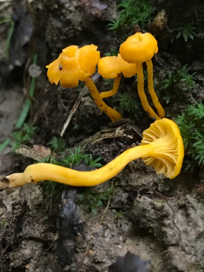 Dokumentasi Cantharellus parvoflavus — Fotografi