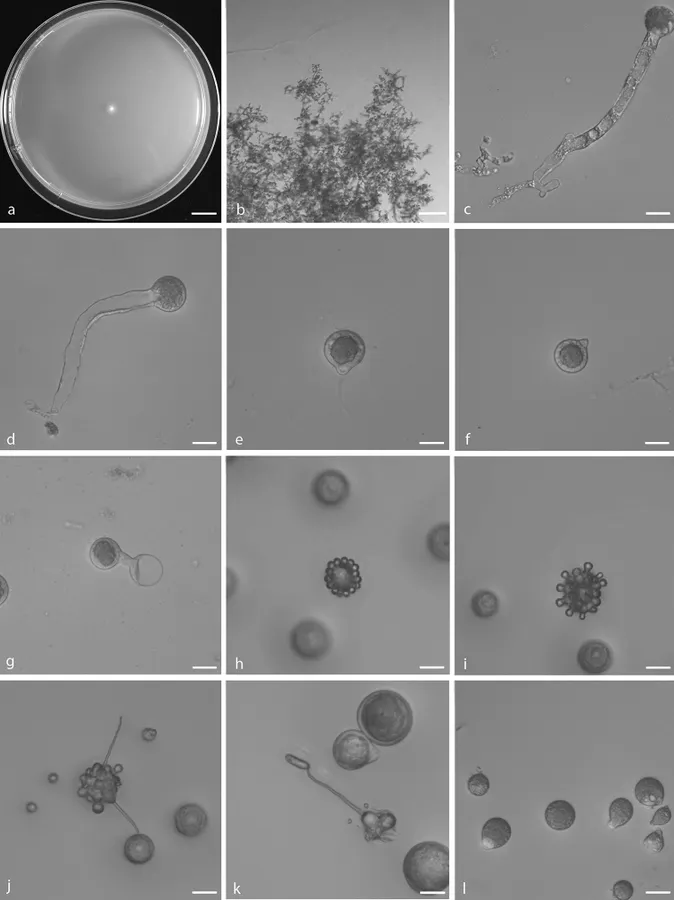 Dokumentasi Capillidium adiaeretum — Pelat ilmiah