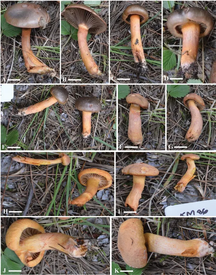 Dokumentasi Chroogomphus pruinosus — Pelat ilmiah
