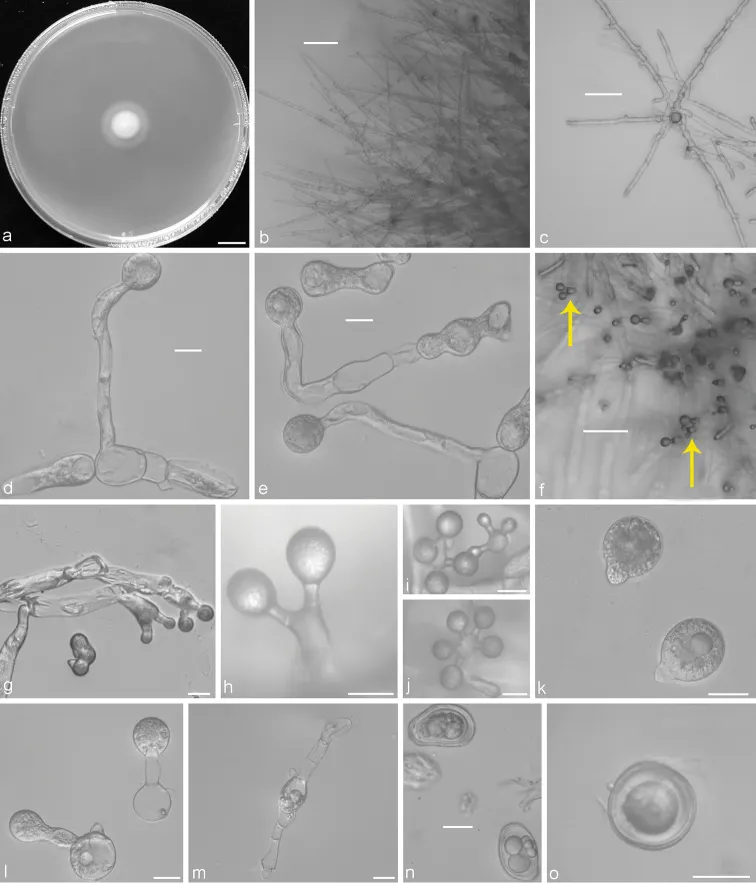 Dokumentasi Conidiobolus taihushanensis — Pelat ilmiah
