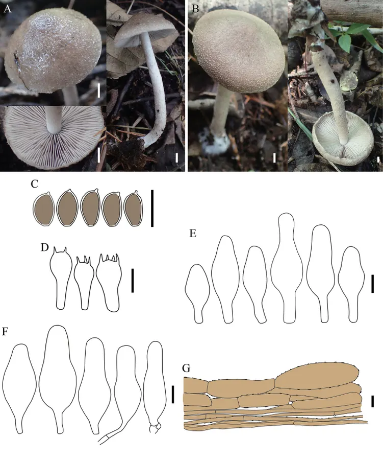 Dokumentasi Coprinopsis jilinensis — Pelat ilmiah