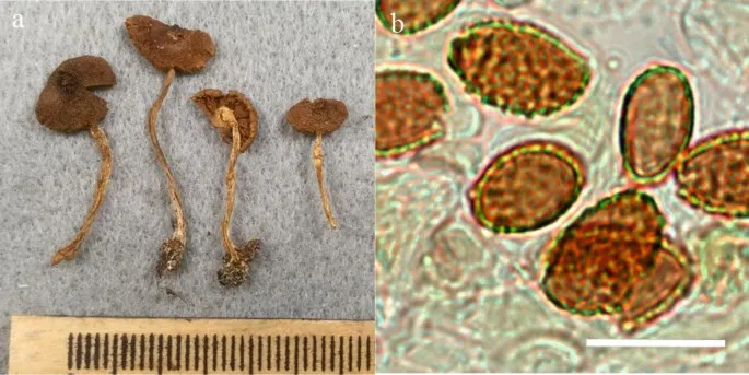 Dokumentasi Cortinarius subsaniosus — Pelat ilmiah