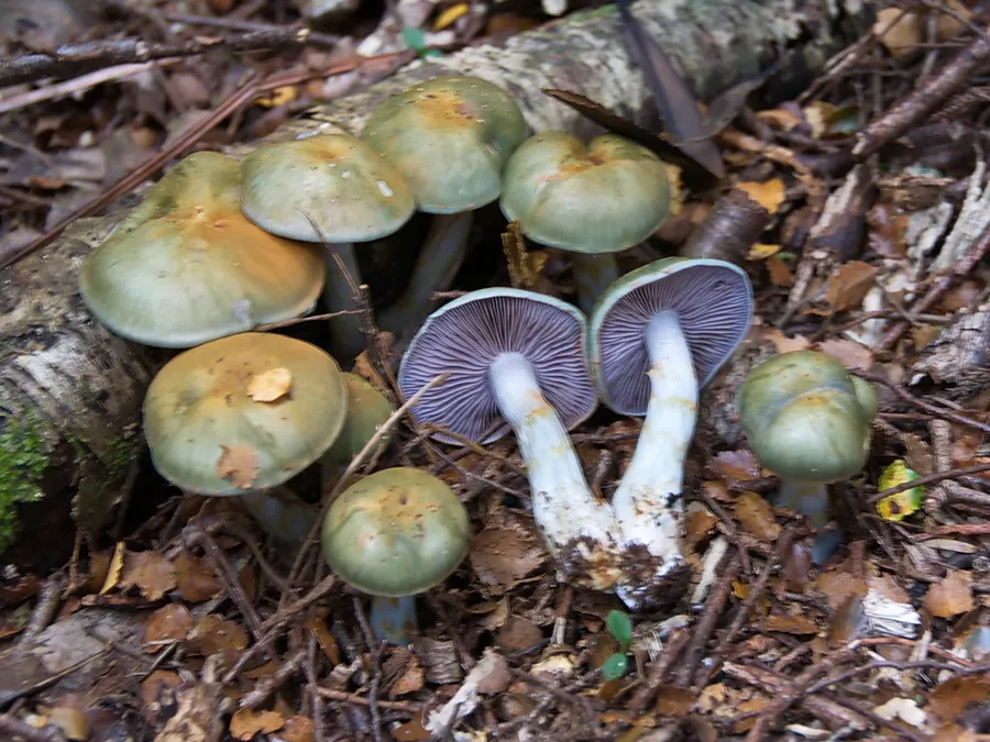 Dokumentasi Cortinarius viridipileatus — Fotografi