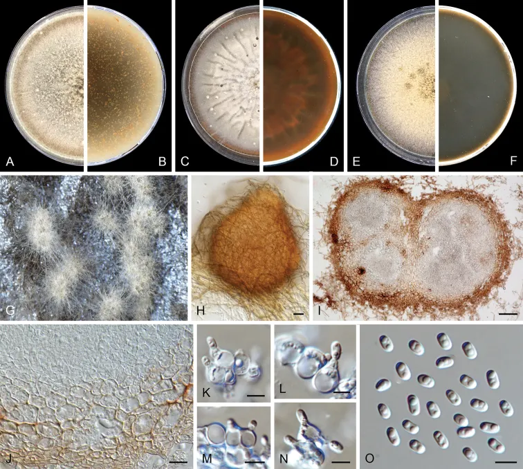 Dokumentasi Didymella degraaffiae — Pelat ilmiah