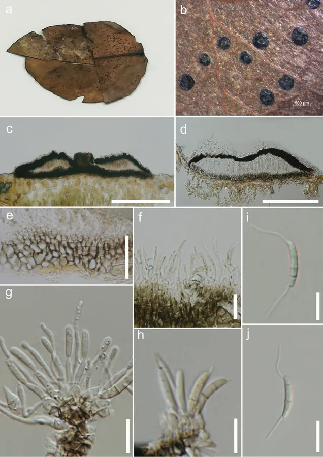 Dokumentasi Discosia ravennica — Pelat ilmiah