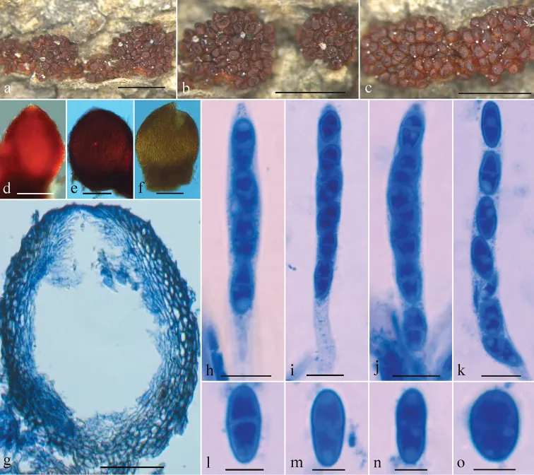 Dokumentasi Geejayessia clavata — Pelat ilmiah