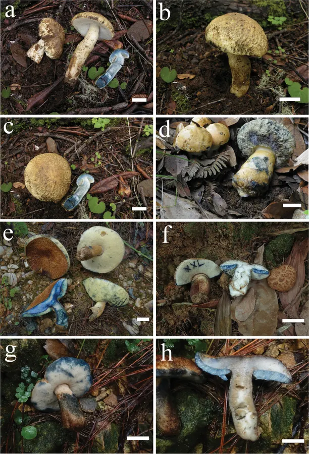 Dokumentasi Gyroporus alpinus — Pelat ilmiah