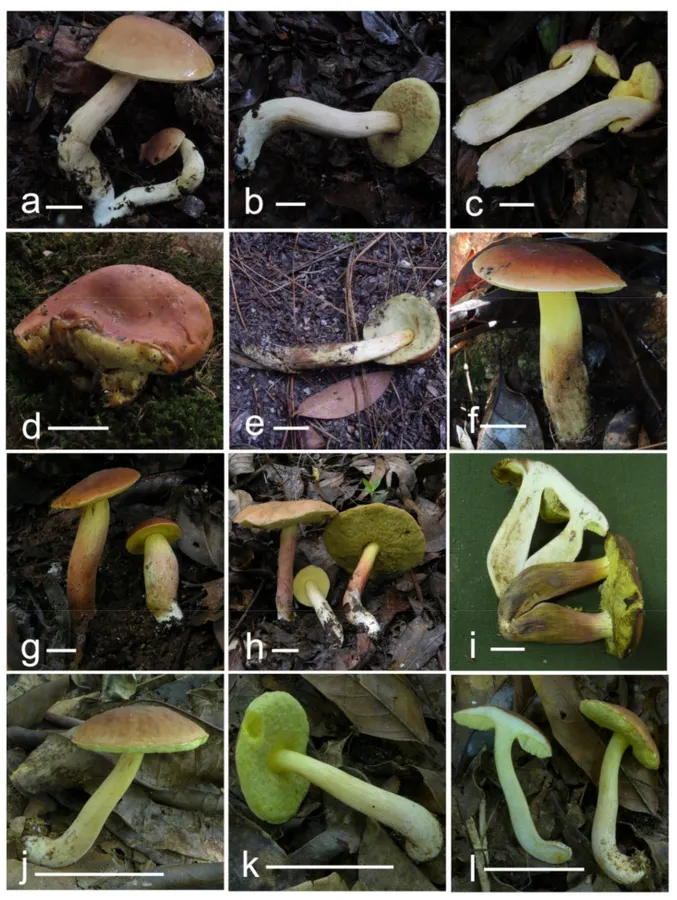 Dokumentasi Hemileccinum albidum — Pelat ilmiah