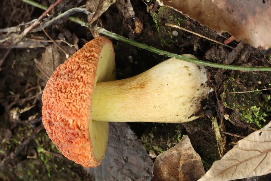 Dokumentasi Hemileccinum hortonii — Fotografi
