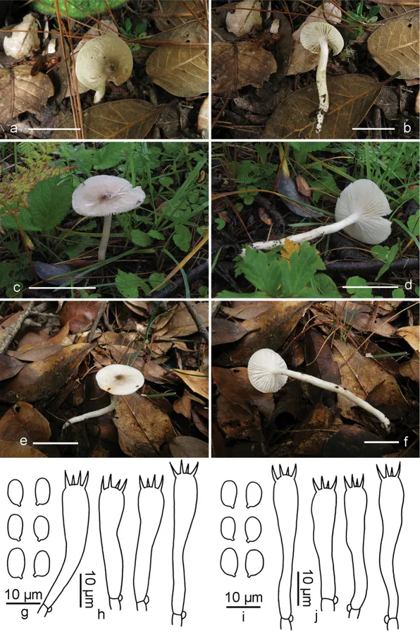 Dokumentasi Hygrophorus fuscopapillatus — Pelat ilmiah