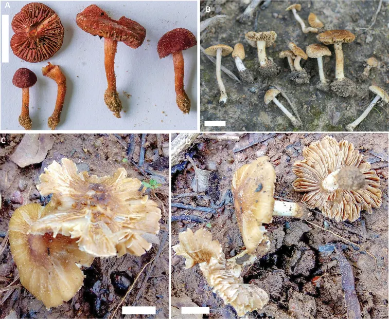 Dokumentasi Inosperma flavobrunneum — Pelat ilmiah