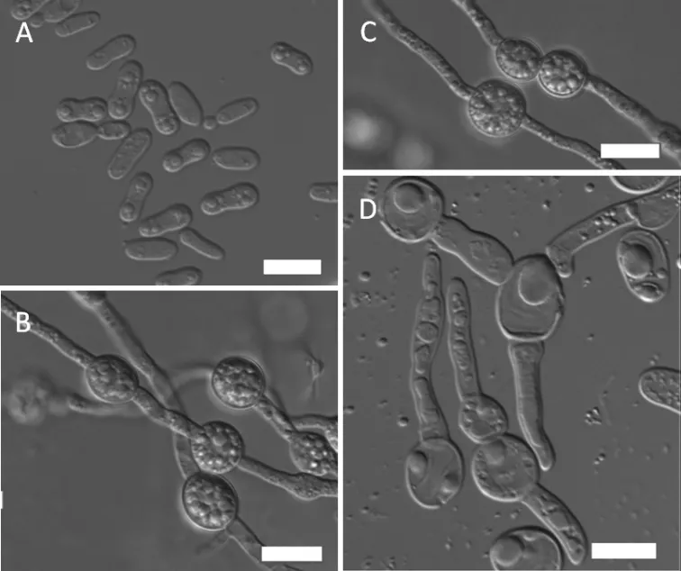 Dokumentasi Mrakia panshiensis — Pelat ilmiah
