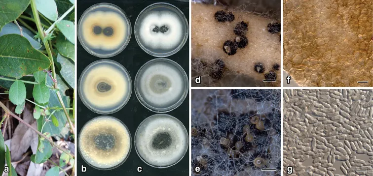 Dokumentasi Neodidymelliopsis tinkyukuku — Pelat ilmiah