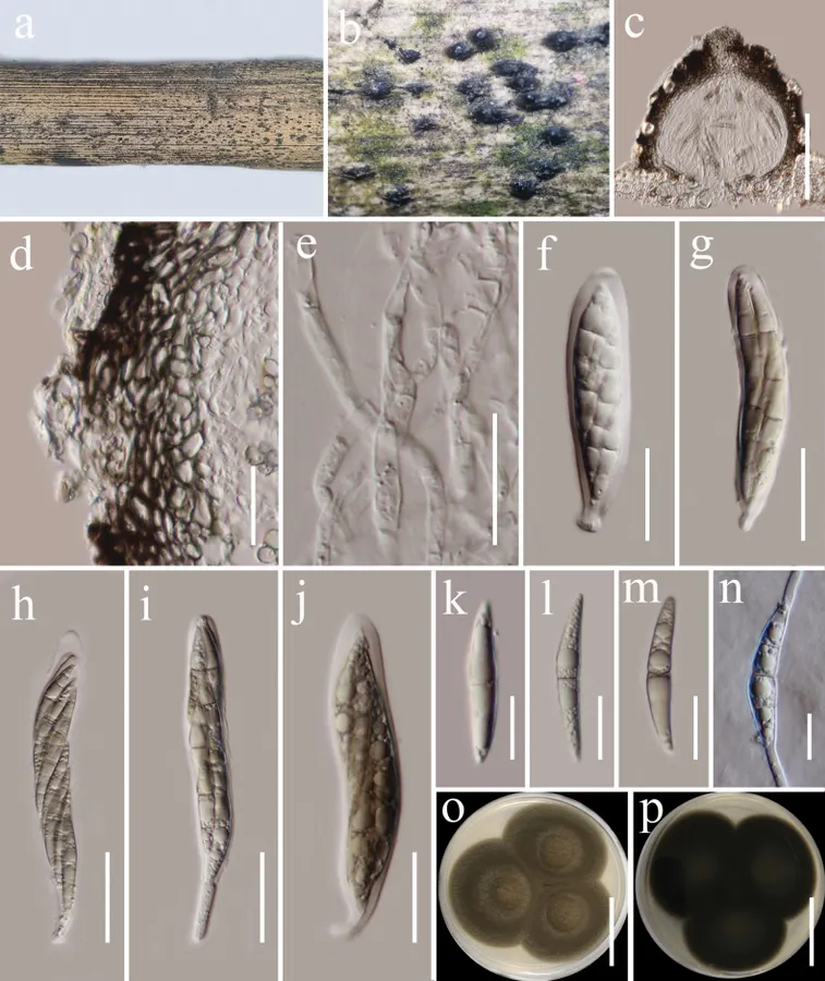 Dokumentasi Occultibambusa kunmingensis — Pelat ilmiah