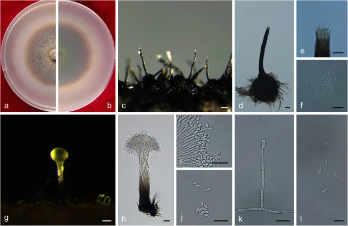 Dokumentasi Ophiostoma genhense — Pelat ilmiah
