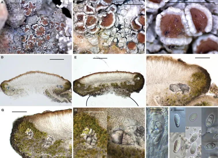 Dokumentasi Protoparmeliopsis crystalliniformis — Pelat ilmiah