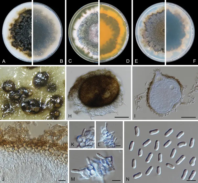 Dokumentasi Stagonosporopsis stuijvenbergii — Pelat ilmiah