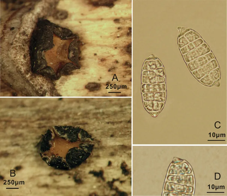 Dokumentasi Triblidium rostriforme — Pelat ilmiah