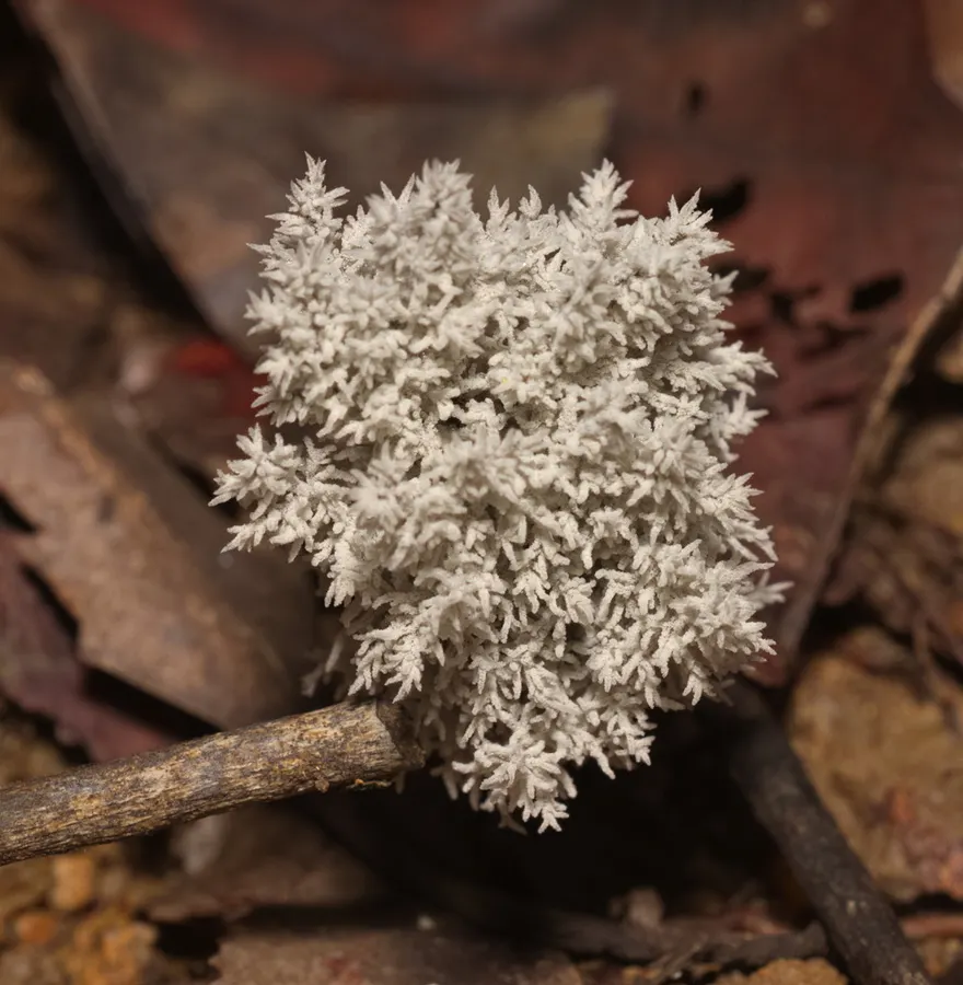 Dokumentasi Xylaria terricola — Fotografi
