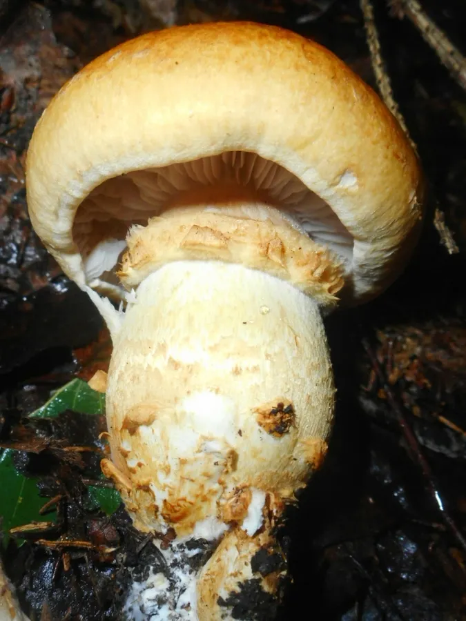 Dokumentasi Phlegmacium triumphans — Fotografi