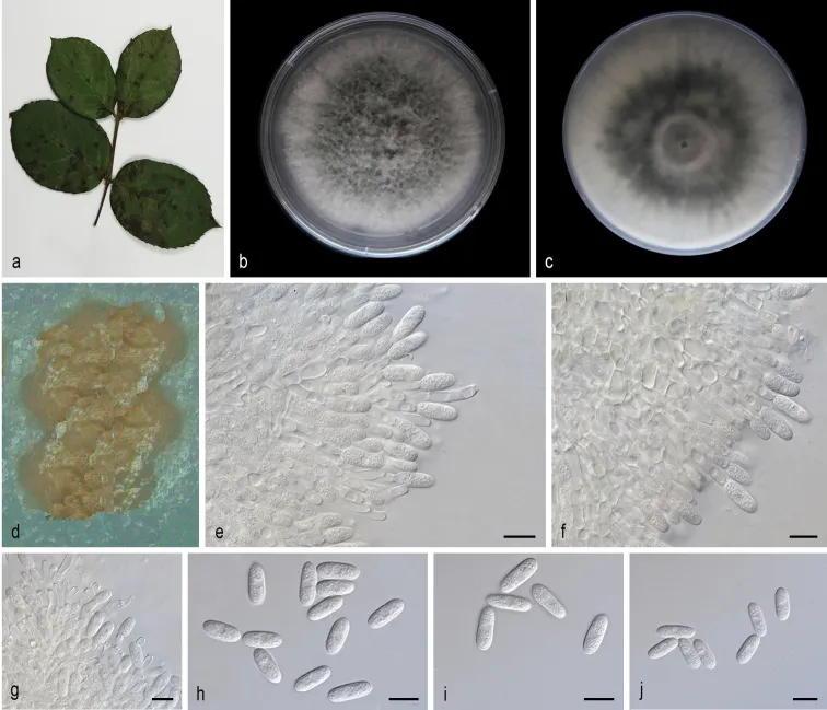 Dokumentasi Colletotrichum mengyinense — Pelat ilmiah