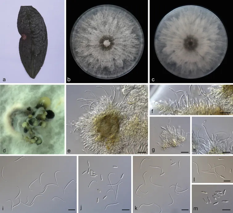 Dokumentasi Diaporthe camelliae-sinensis — Pelat ilmiah