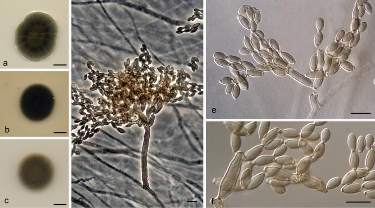 Dokumentasi Cladosporium caprifimosum — Pelat ilmiah