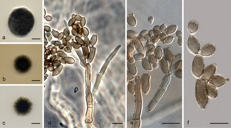 Dokumentasi Cladosporium pseudotenellum — Pelat ilmiah