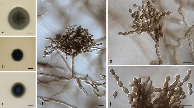 Dokumentasi Cladosporium coprophilum — Pelat ilmiah