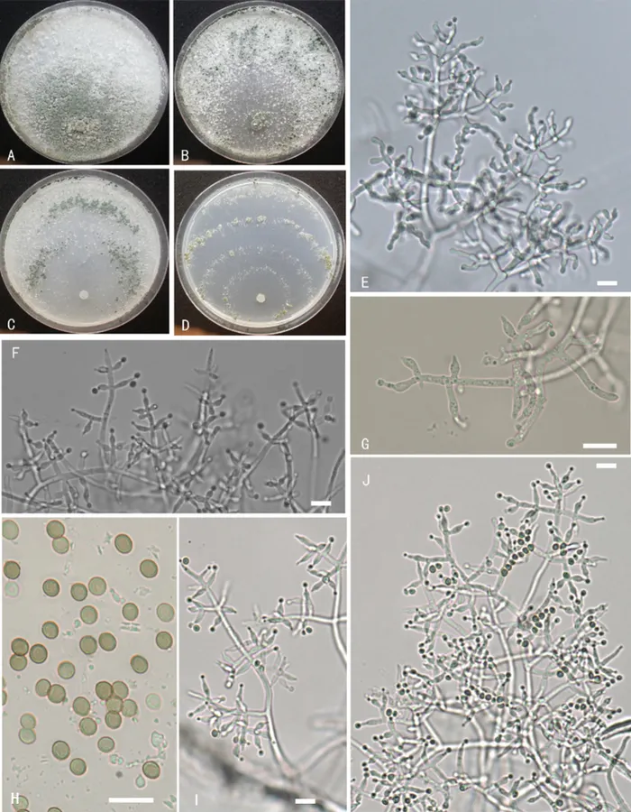 Dokumentasi Trichoderma nordicum — Pelat ilmiah