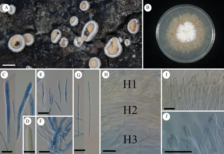 Dokumentasi Erioscyphella insulae — Pelat ilmiah