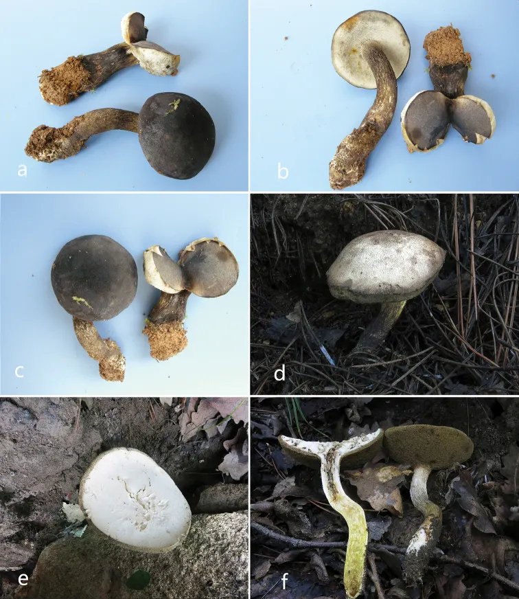 Dokumentasi Retiboletus sinogriseus — Pelat ilmiah