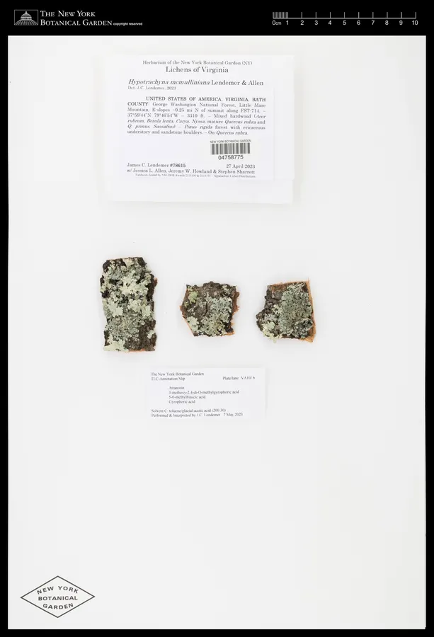 Dokumentasi Hypotrachyna mcmulliniana — Voucher herbarium