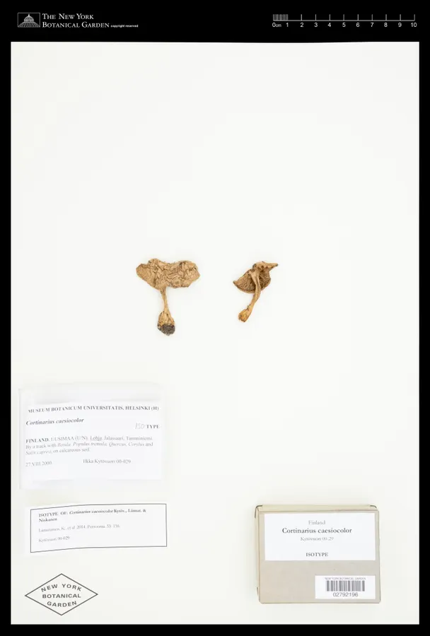Dokumentasi Cortinarius caesiocolor — Voucher herbarium